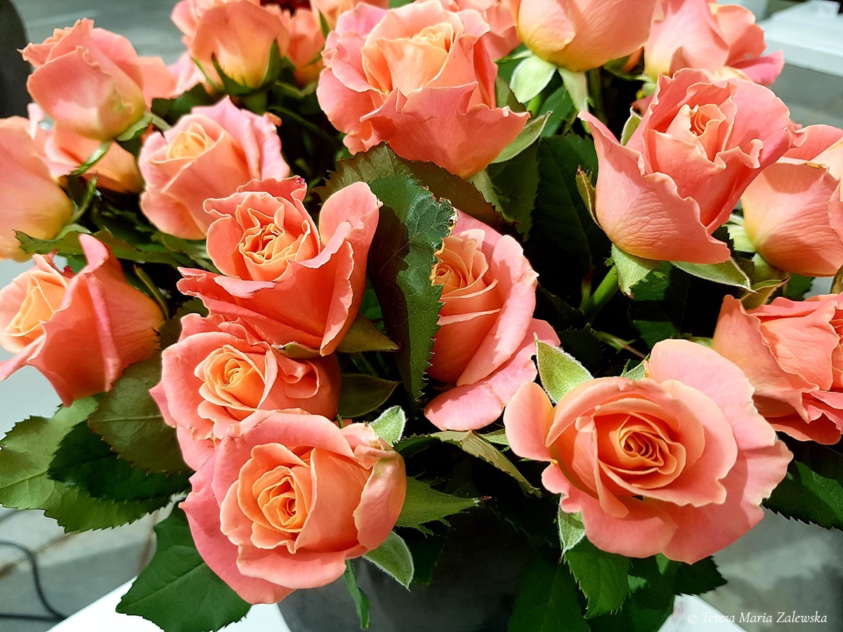 Rozw&oacute;j DLXVIII