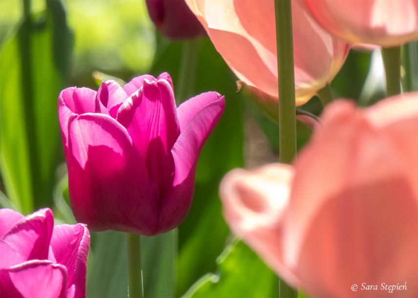 Rozw&oacute;j DXLVII