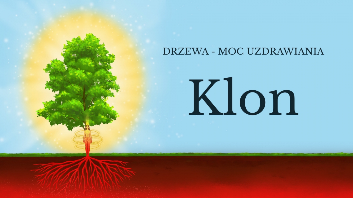 Drzewa - moc uzdrawiania I