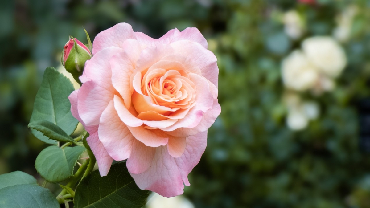 Rozw&oacute;j MCCCLXXV