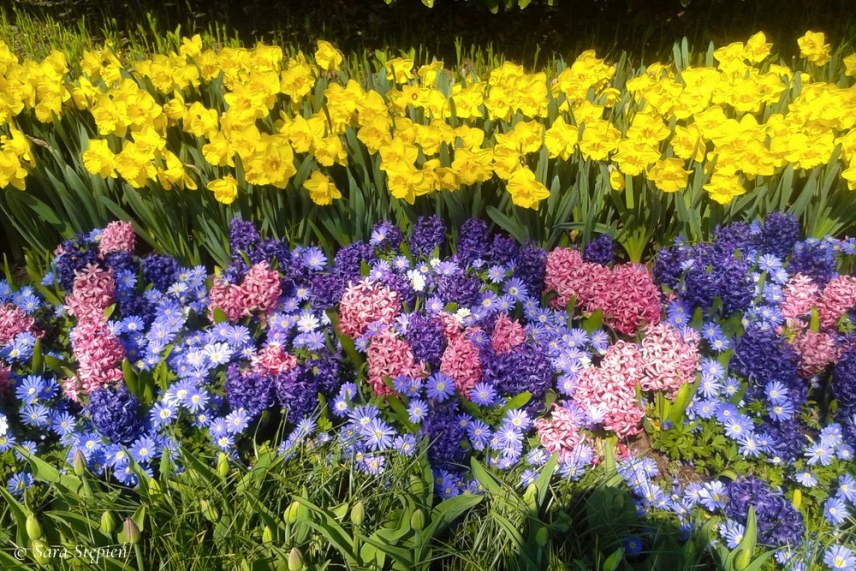 Rozw&oacute;j CDXXXII