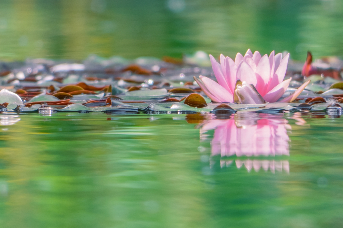 Rozw&oacute;j CDLXIV