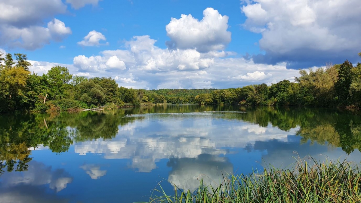 Rozw&oacute;j MCCCLXXVII