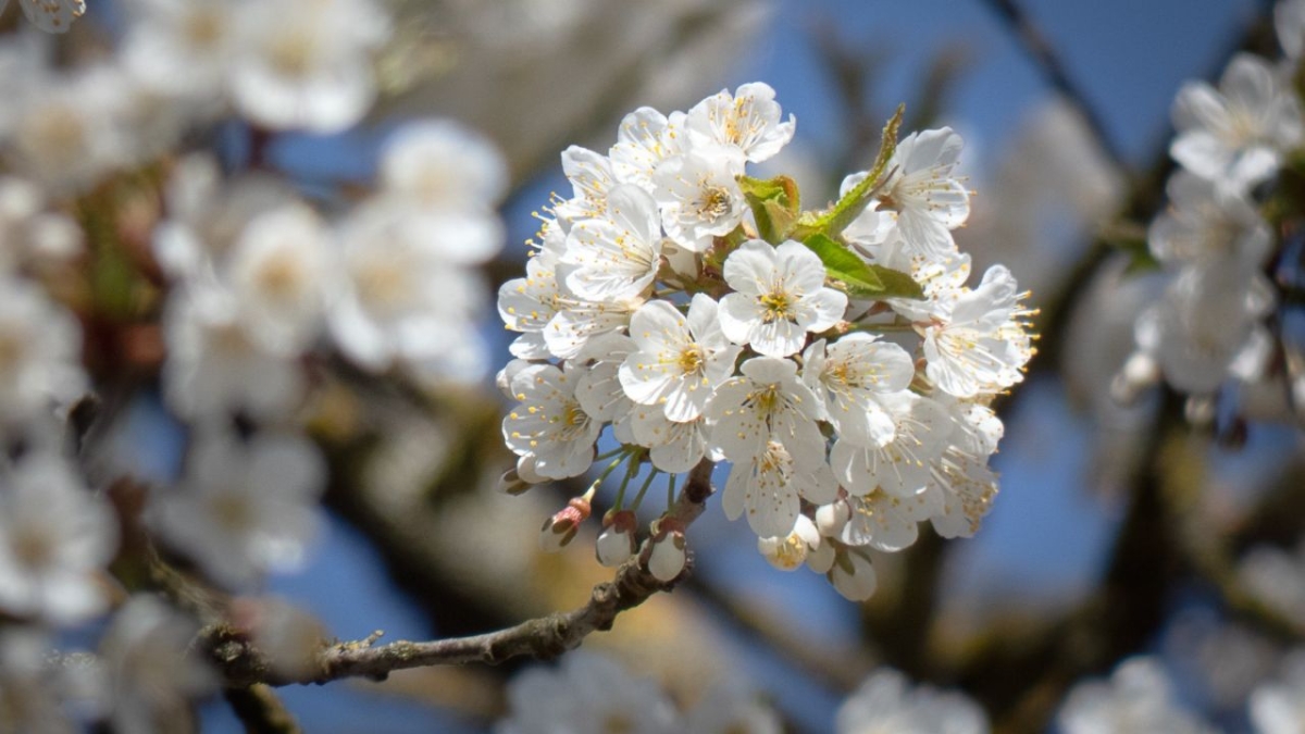 Rozw&oacute;j MCDXCII