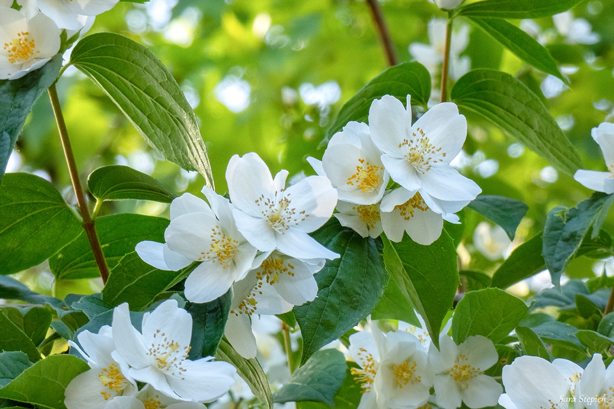 Rozw&oacute;j DCCXXXV