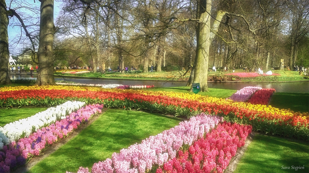 Rozw&oacute;j LXXXVI