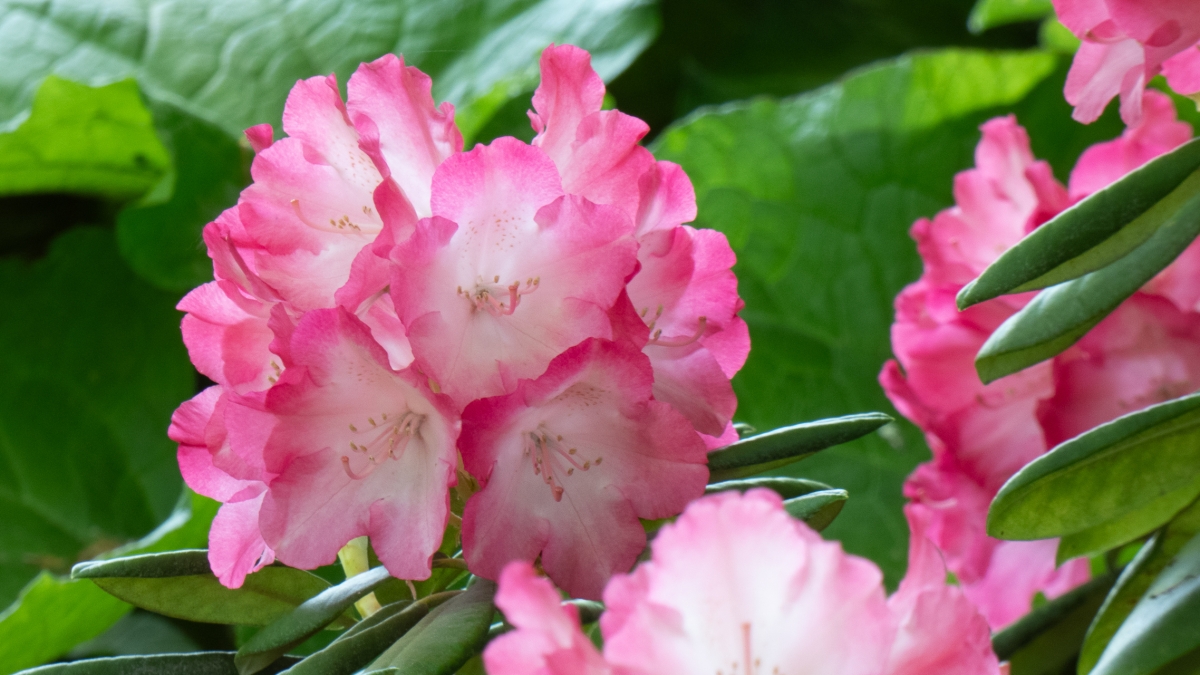 Rozw&oacute;j MCDXXII