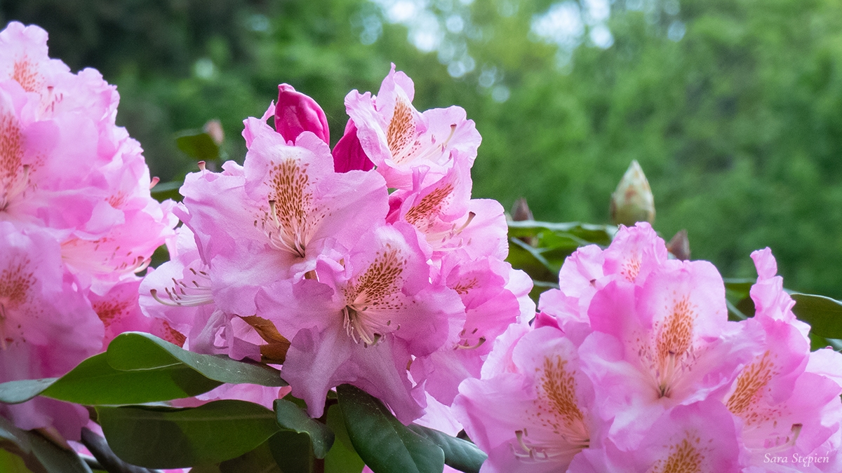 Rozw&oacute;j MCCCXLIX