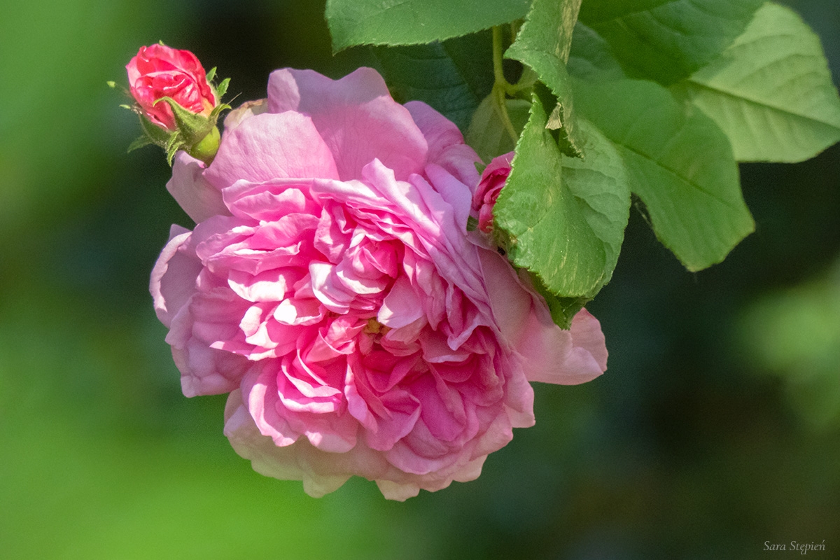 Rozw&oacute;j DCXCVII