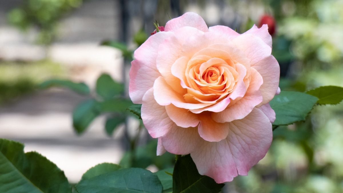 Rozw&oacute;j MCCCLXX