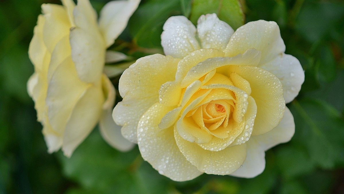 Rozw&oacute;j CMXCIX