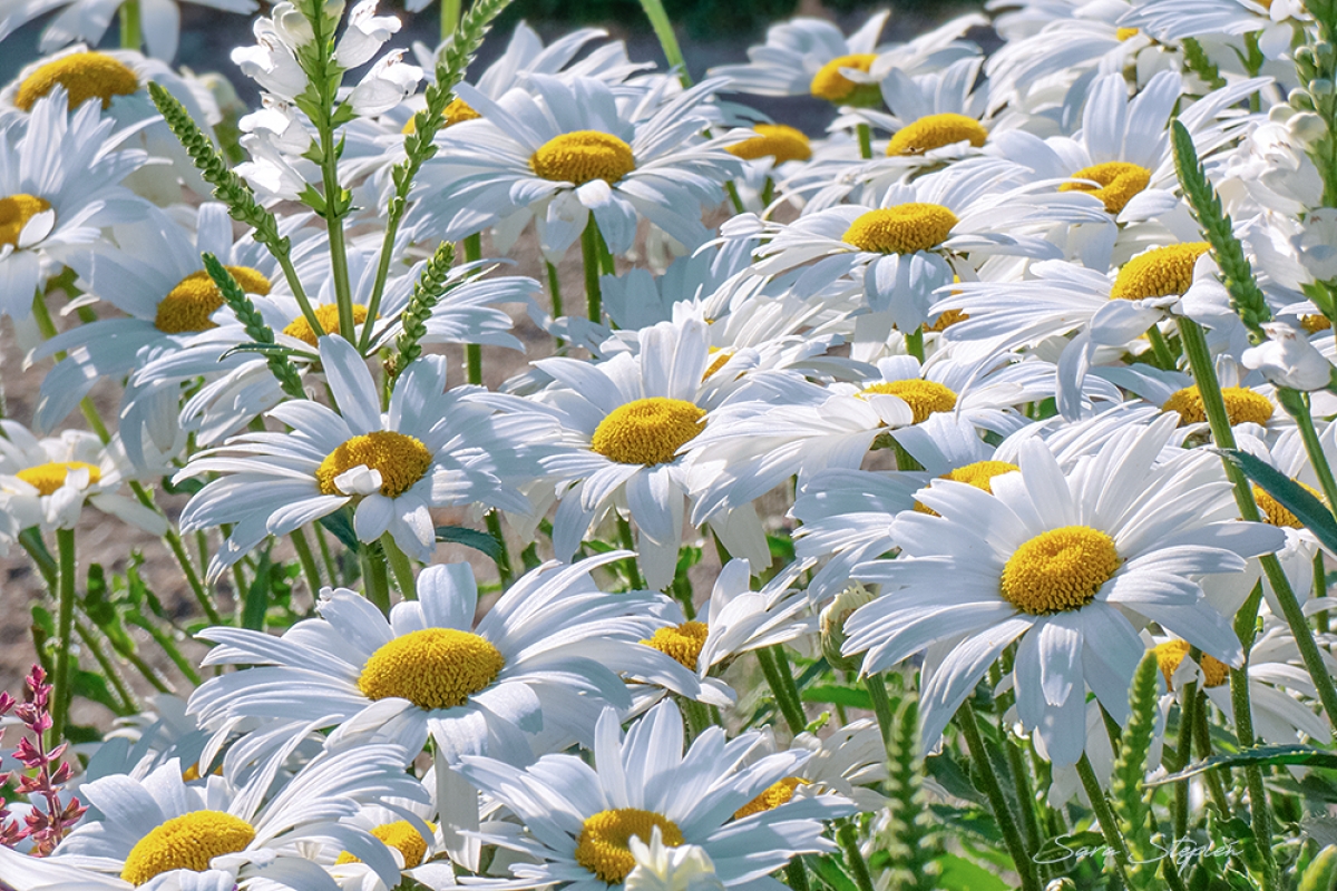 Rozw&oacute;j CDLXXI