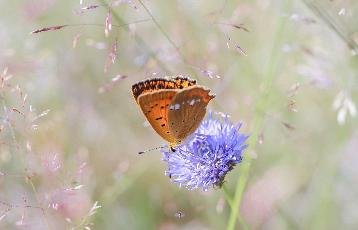 Rozw&oacute;j DCCXCI