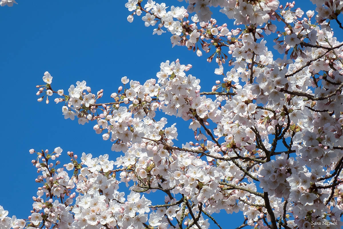 Rozw&oacute;j CMXXXII