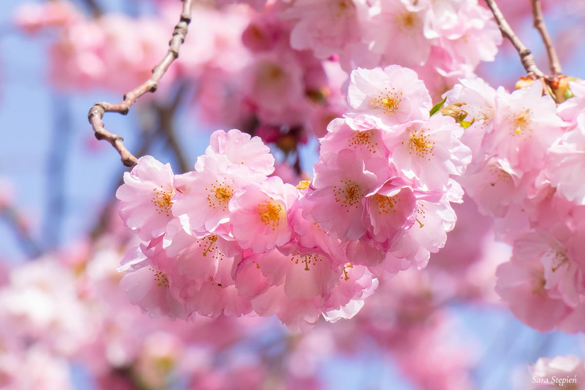 Rozw&oacute;j CMXXXVI