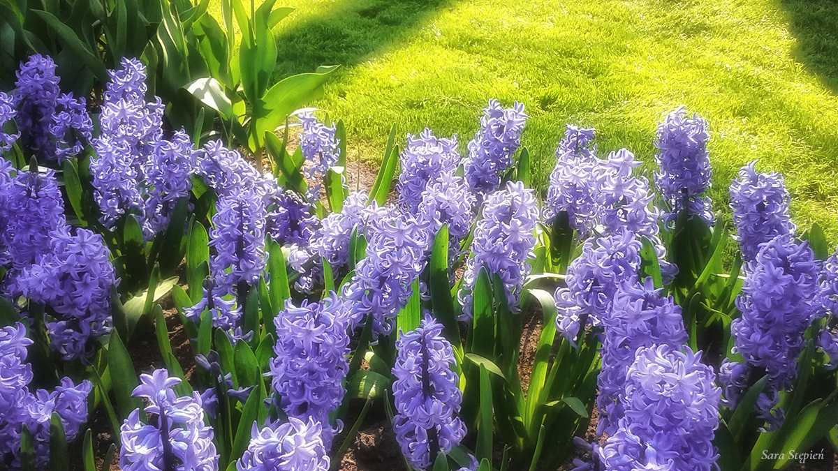 Rozw&oacute;j LXXXIV