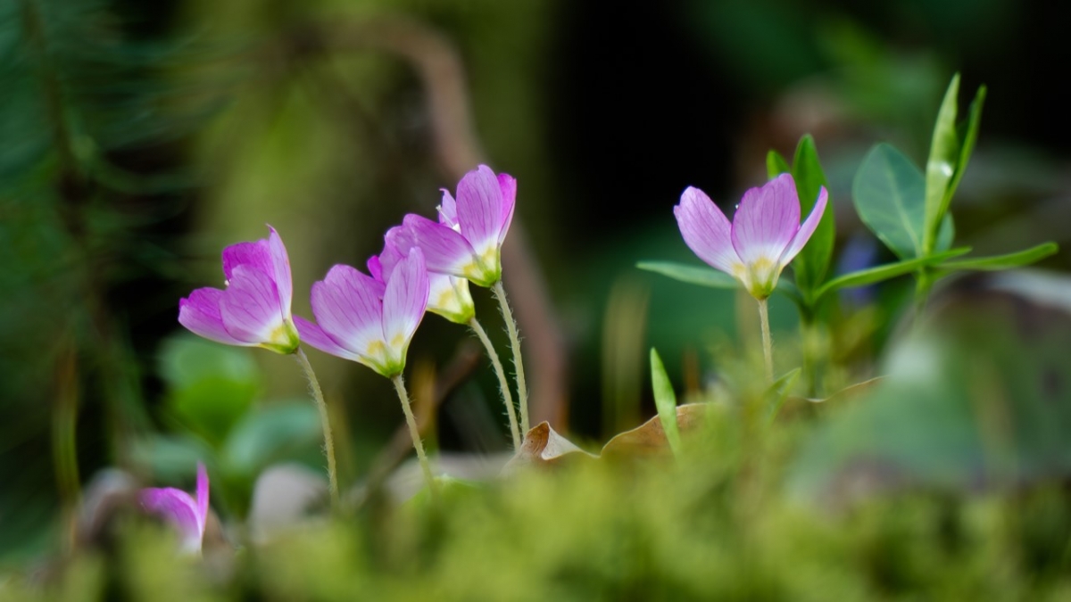 Rozw&oacute;j MCCCXLVII