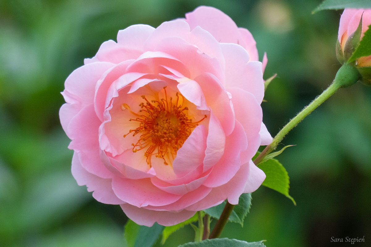 Rozw&oacute;j DCCVII