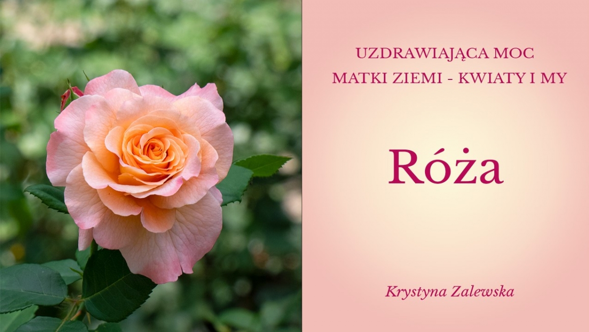 Uzdrawiająca moc Matki Ziemi - Kwiaty i my X