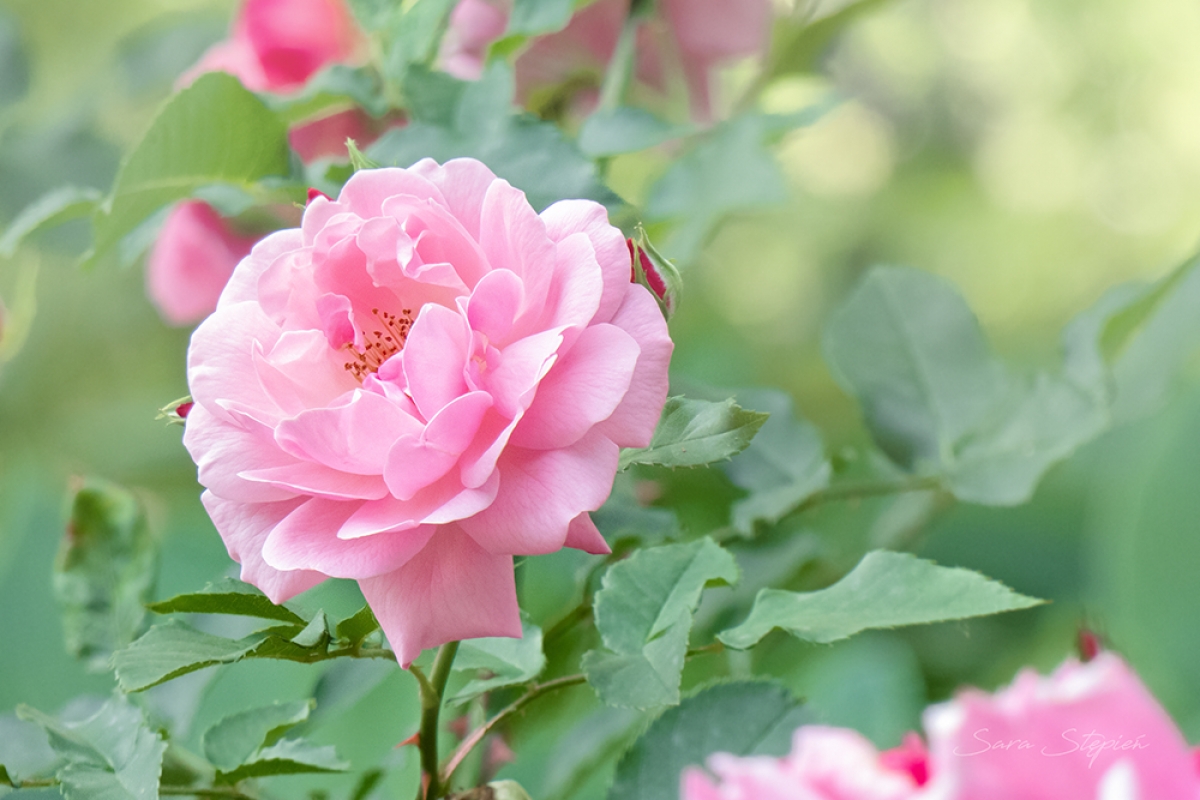 Rozw&oacute;j CDLXXIII