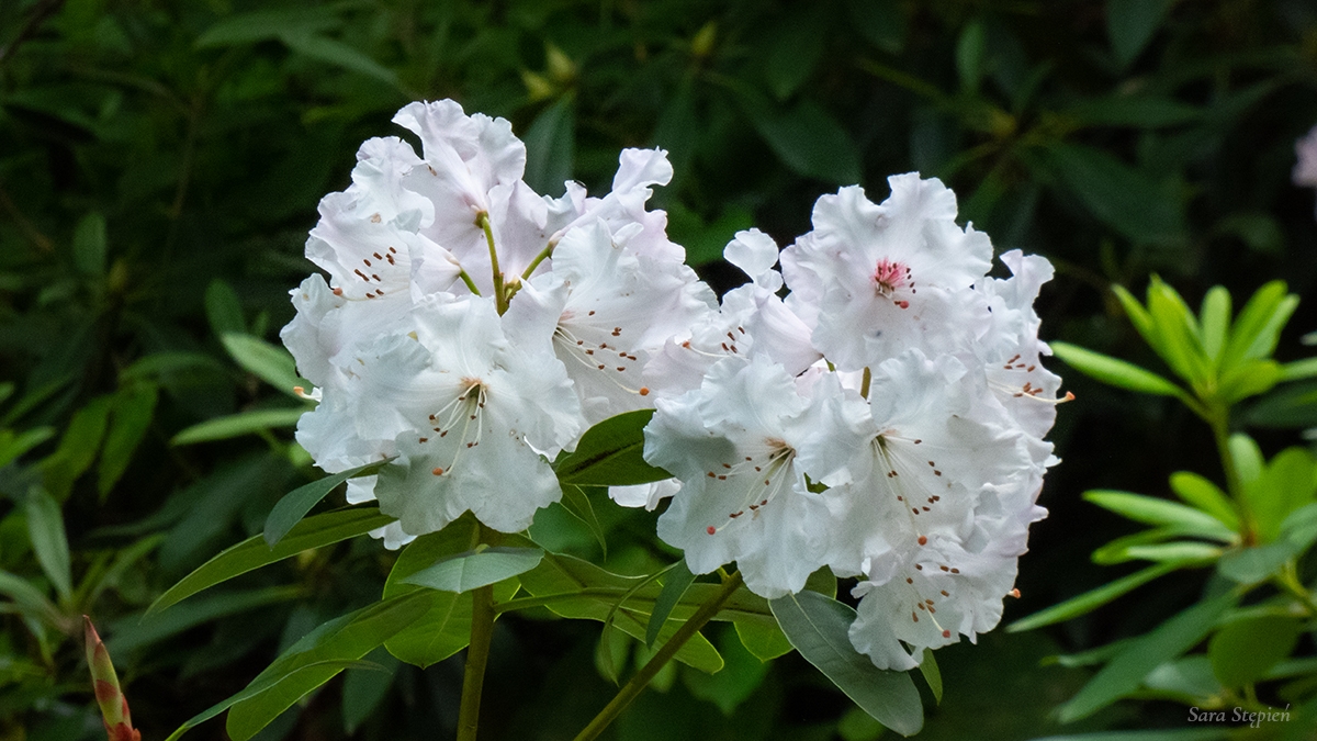 Rozw&oacute;j MCCXXVIII