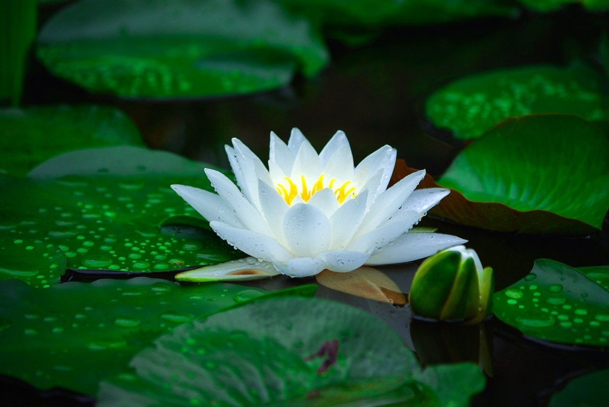 Rozw&oacute;j DCCLXXXVI