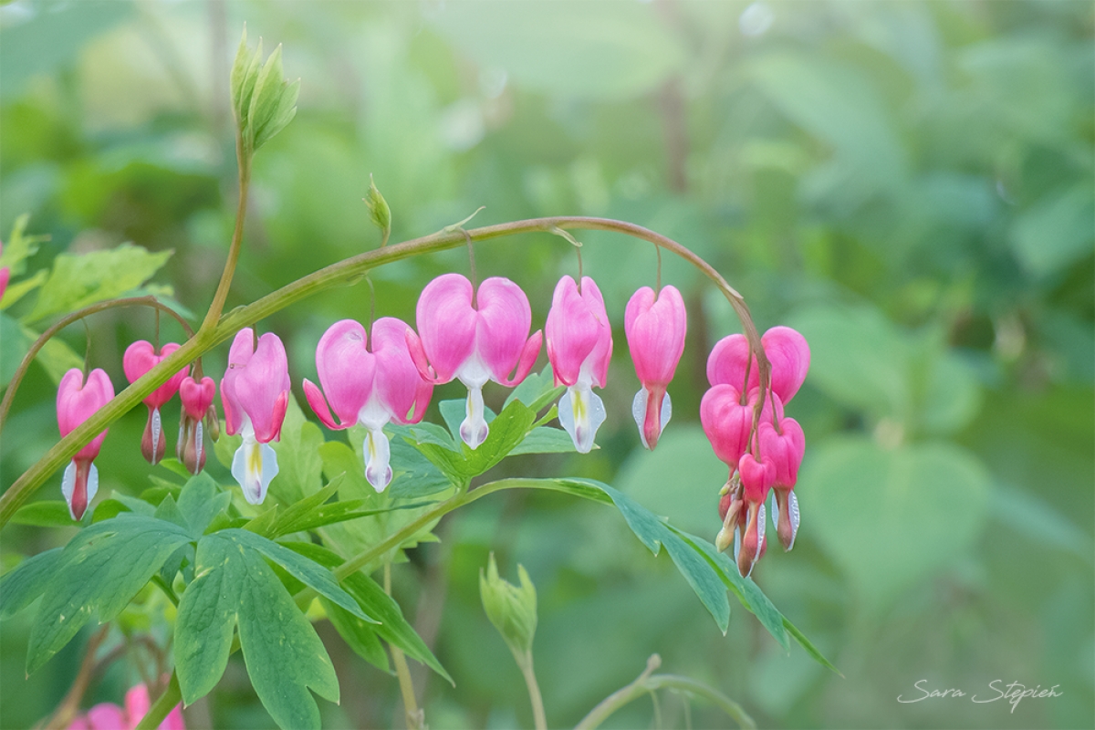 Rozw&oacute;j CDLXXIX