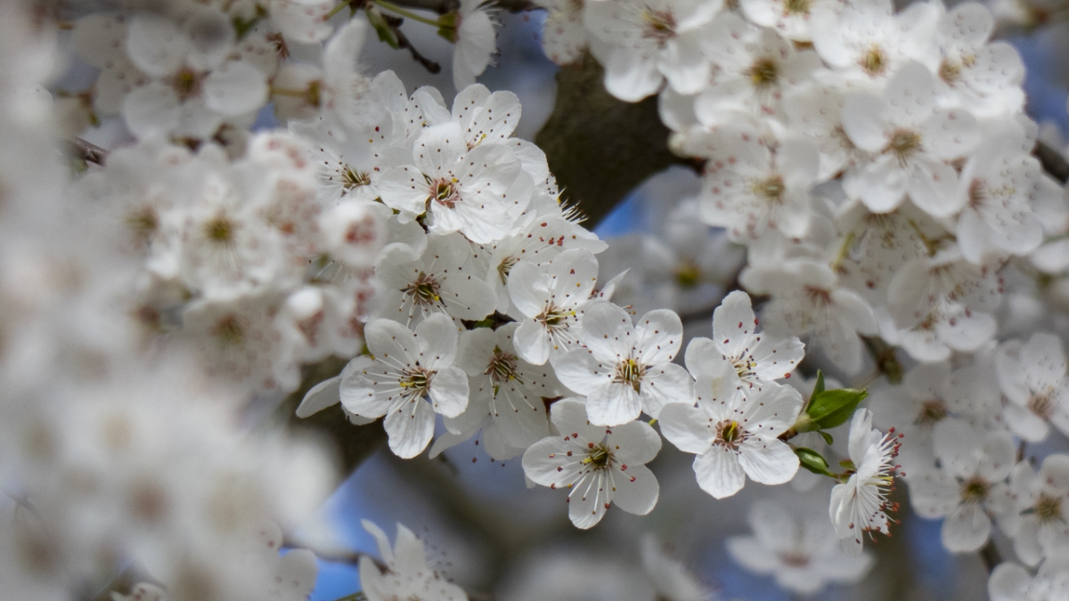 Rozw&oacute;j MCDVIII