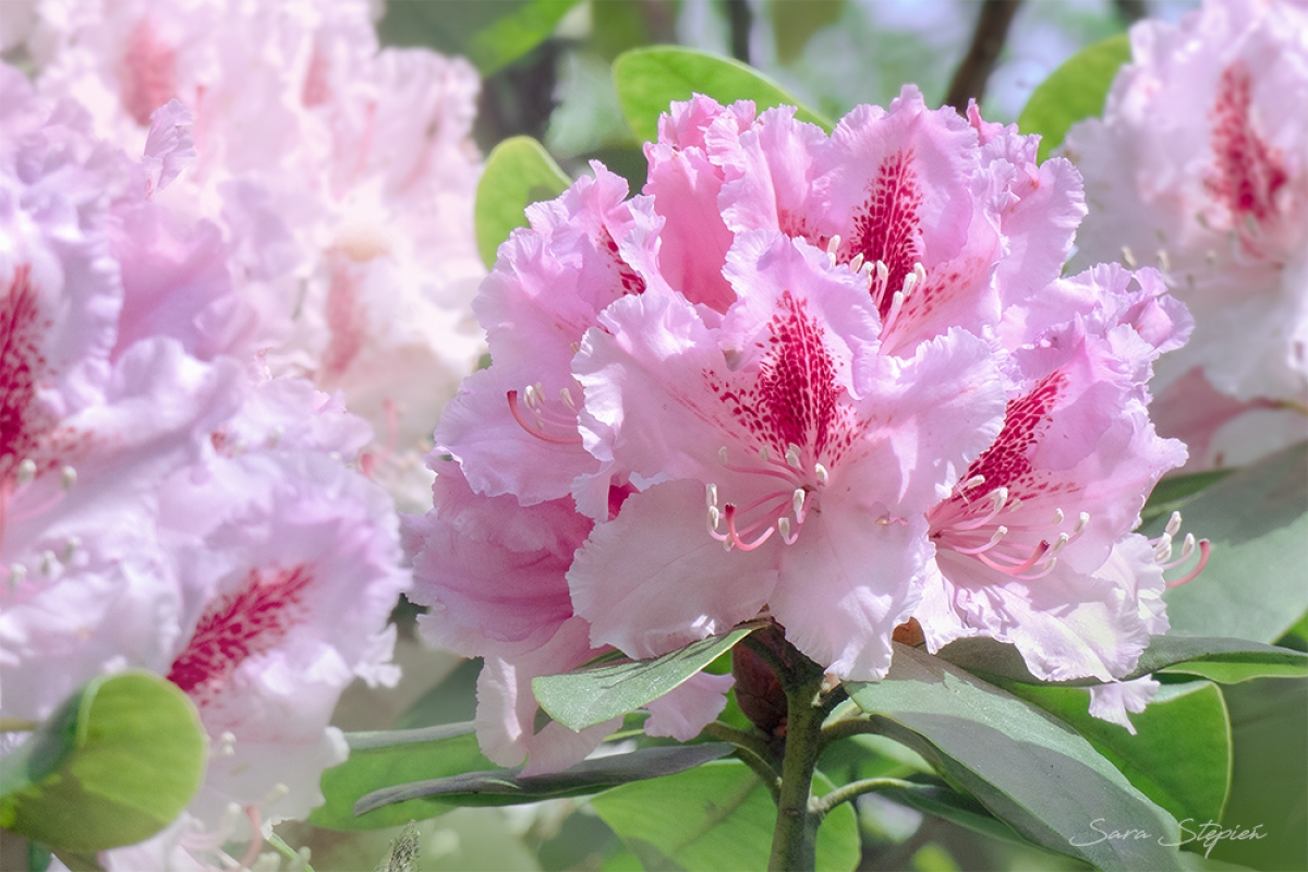 Rozw&oacute;j CDLXXVII