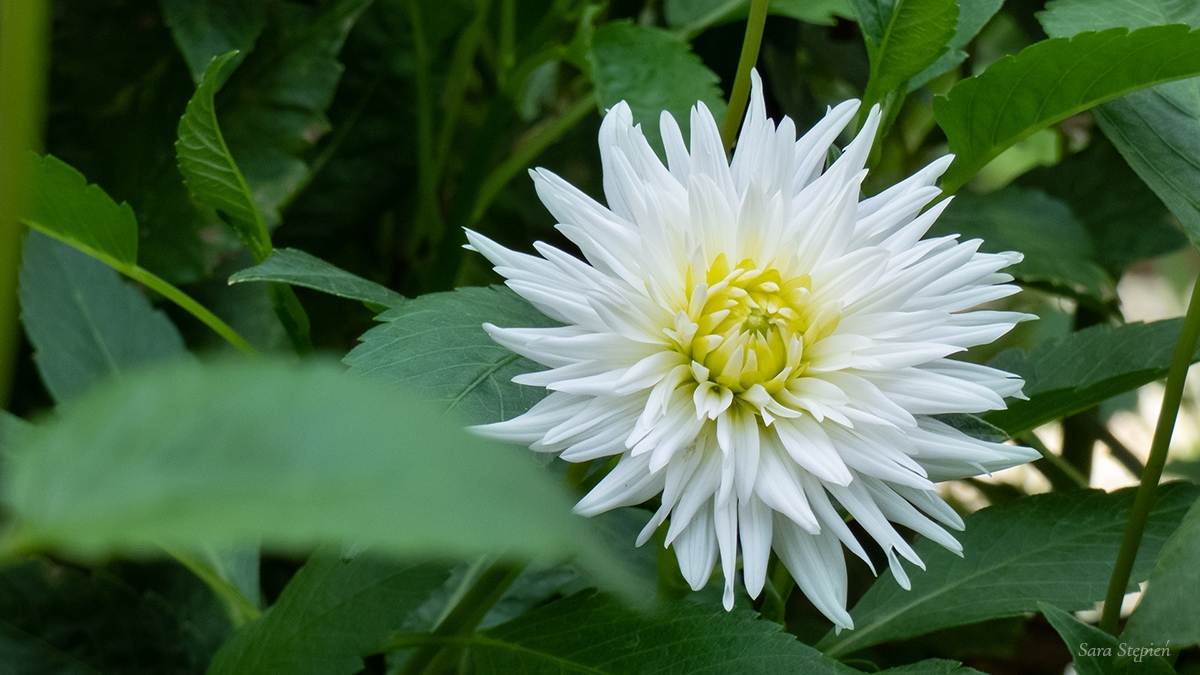 Rozw&oacute;j MXVIII