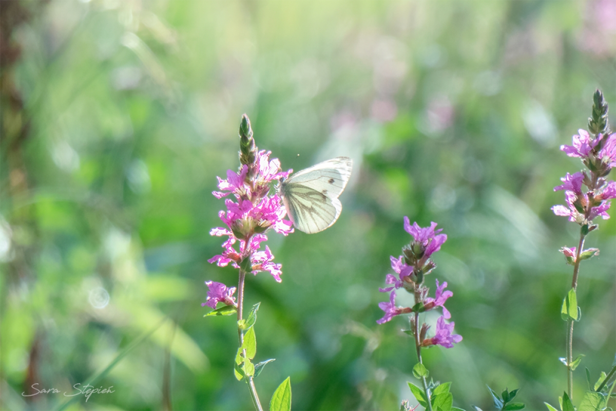 Rozw&oacute;j CDLXXX