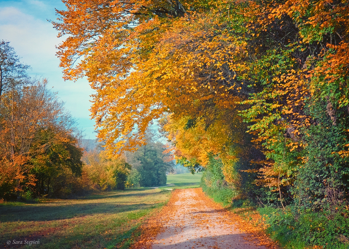 Rozw&oacute;j CDXCVIII