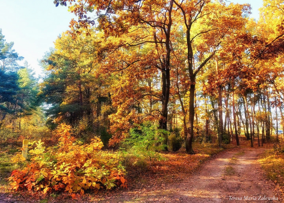 Rozw&oacute;j DCCCXXXI