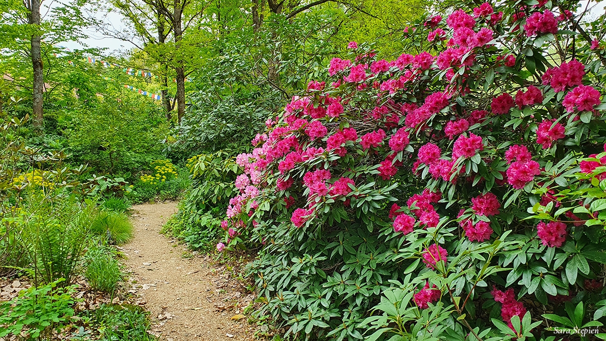 Rozw&oacute;j MCXXII