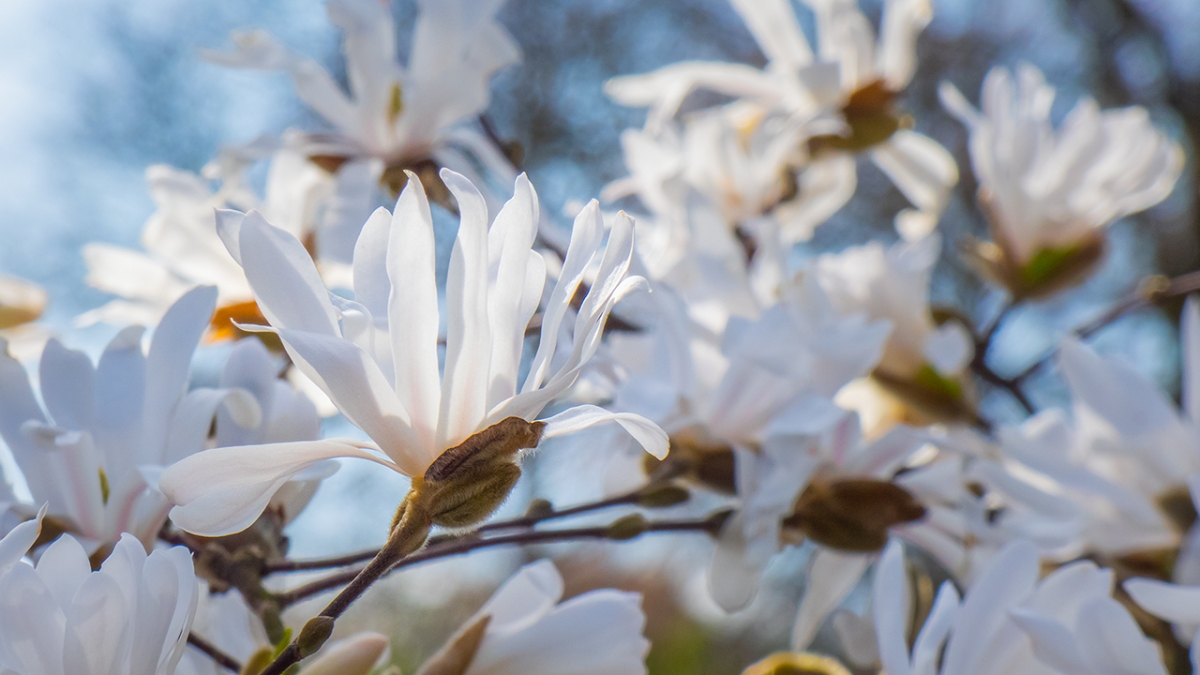 Rozw&oacute;j MCCCXLII