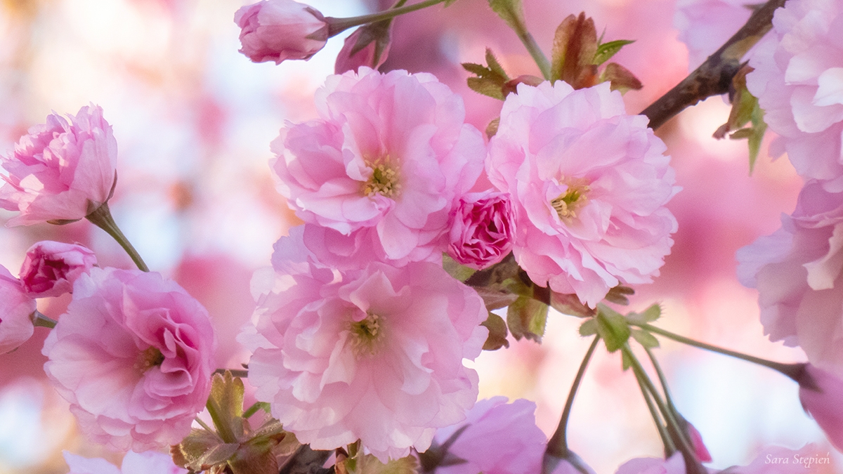 Rozw&oacute;j MXCVIII