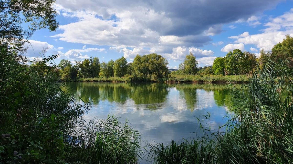 Rozw&oacute;j MCCCLXXXII