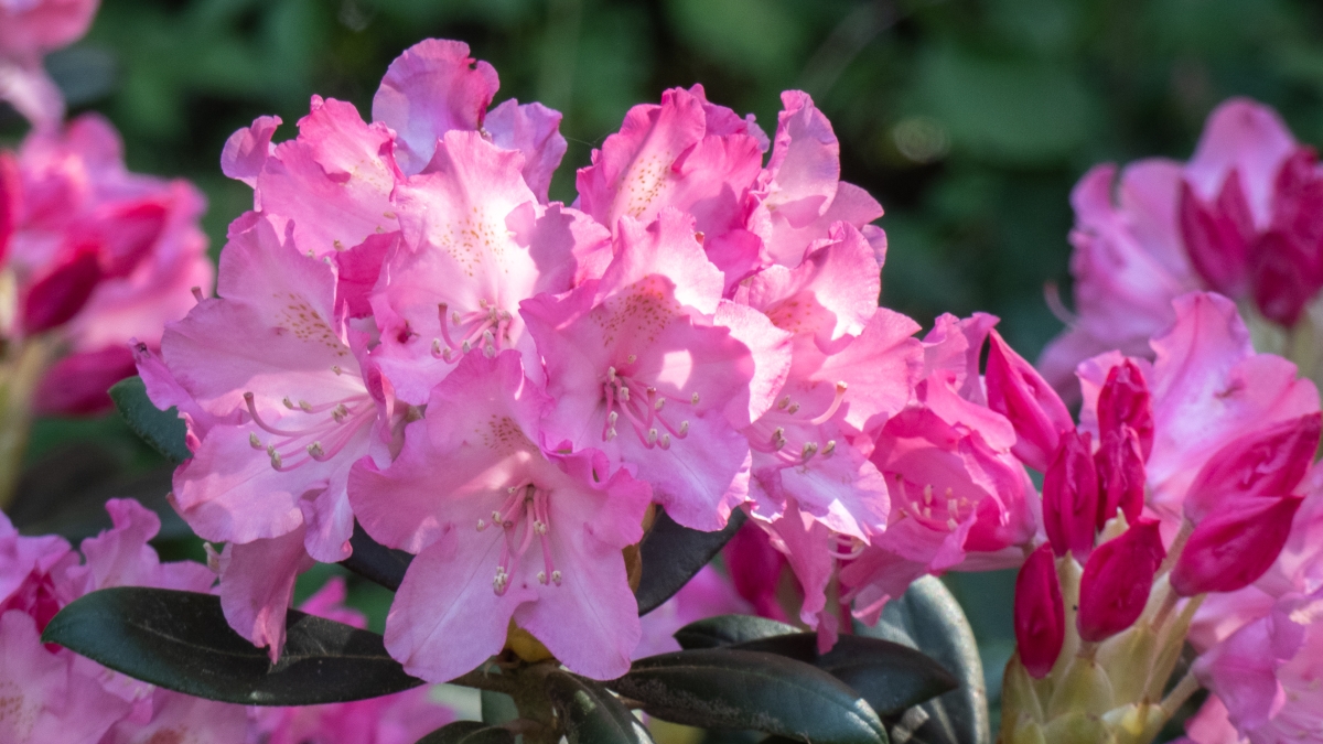 Rozw&oacute;j MCDXXIV