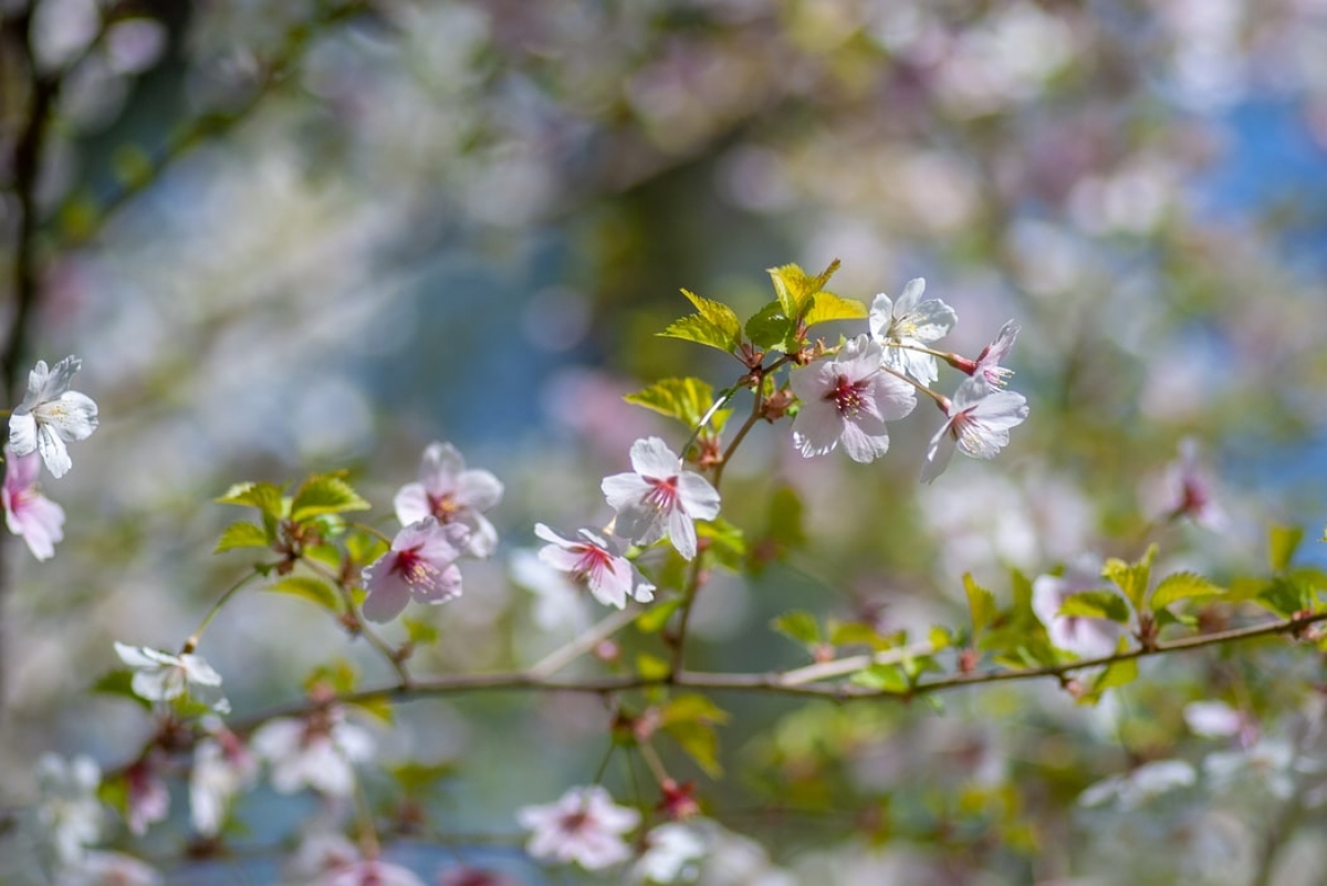 Rozw&oacute;j DCXXVI