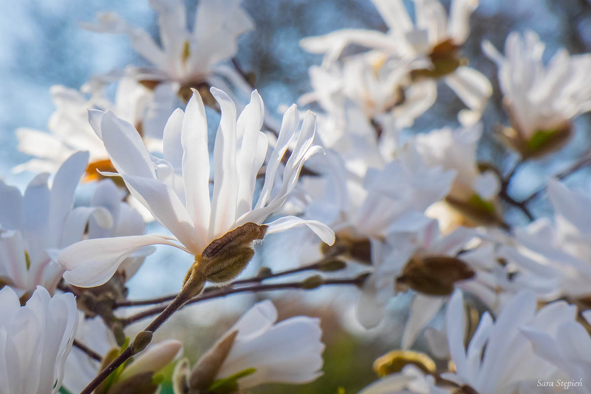 Rozw&oacute;j CMXXXVII