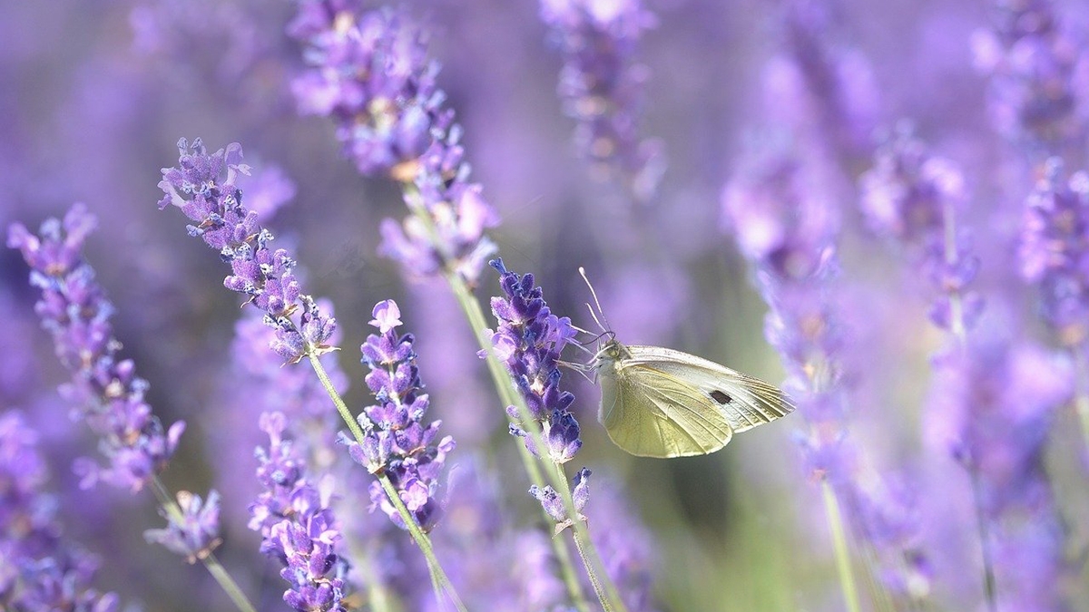 Rozw&oacute;j CXXXVI