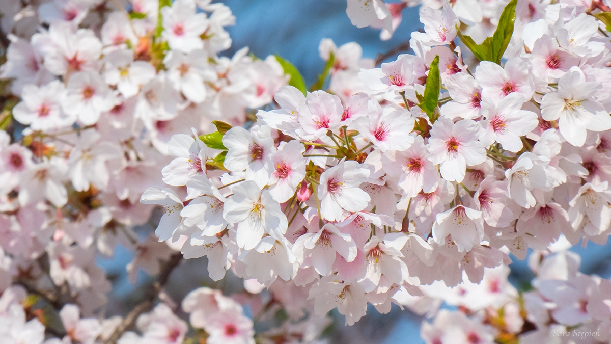 Rozw&oacute;j CMLVII