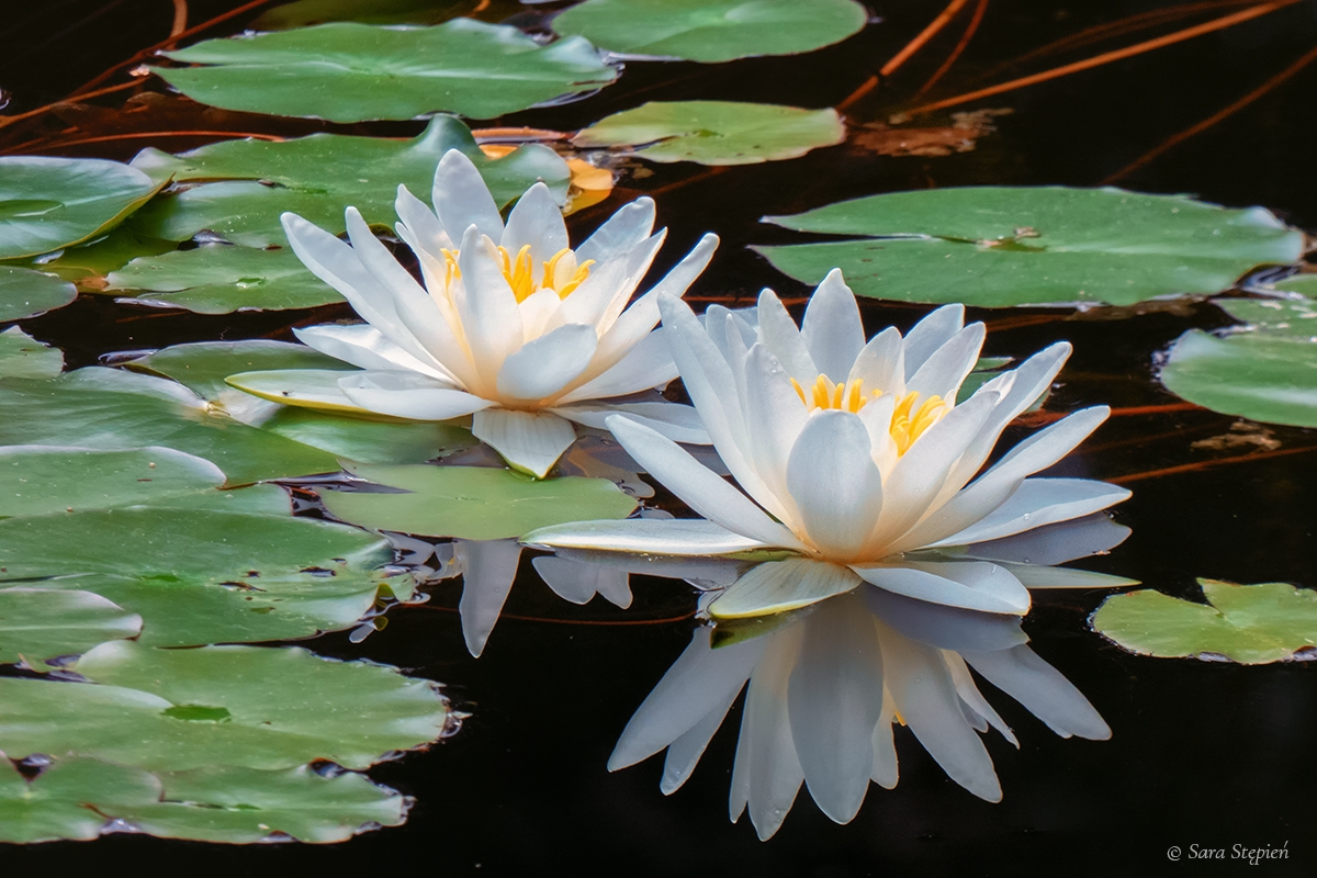 Rozw&oacute;j DLXXIII