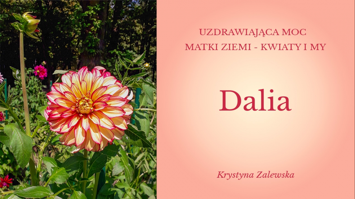 Uzdrawiająca moc Matki Ziemi - Kwiaty i my VII