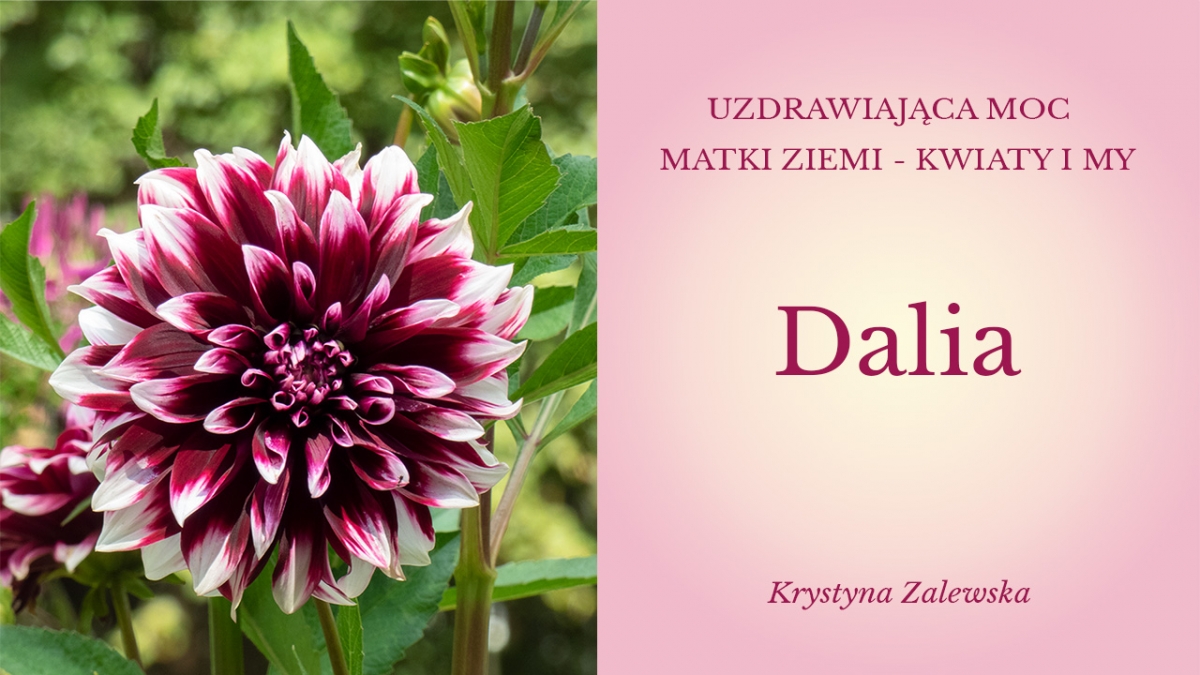Uzdrawiająca moc Matki Ziemi - Kwiaty i my VIII
