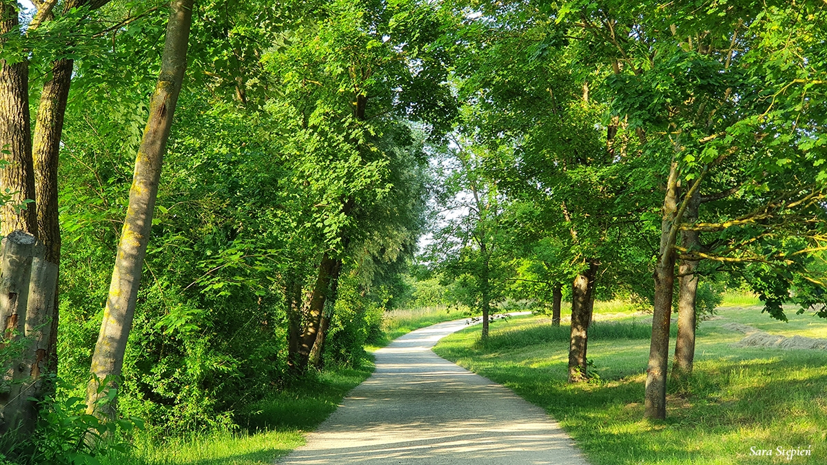 Rozw&oacute;j MCCXXXVIII