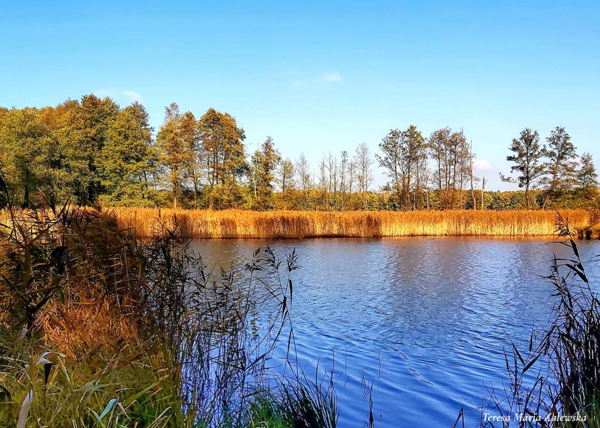 Rozw&oacute;j DCCCXXXIII