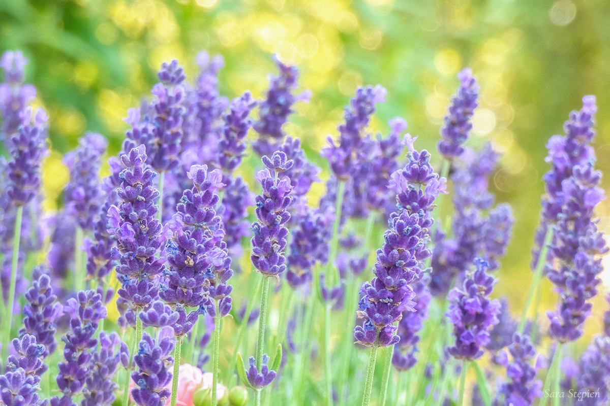 Rozw&oacute;j DCCXXXIX