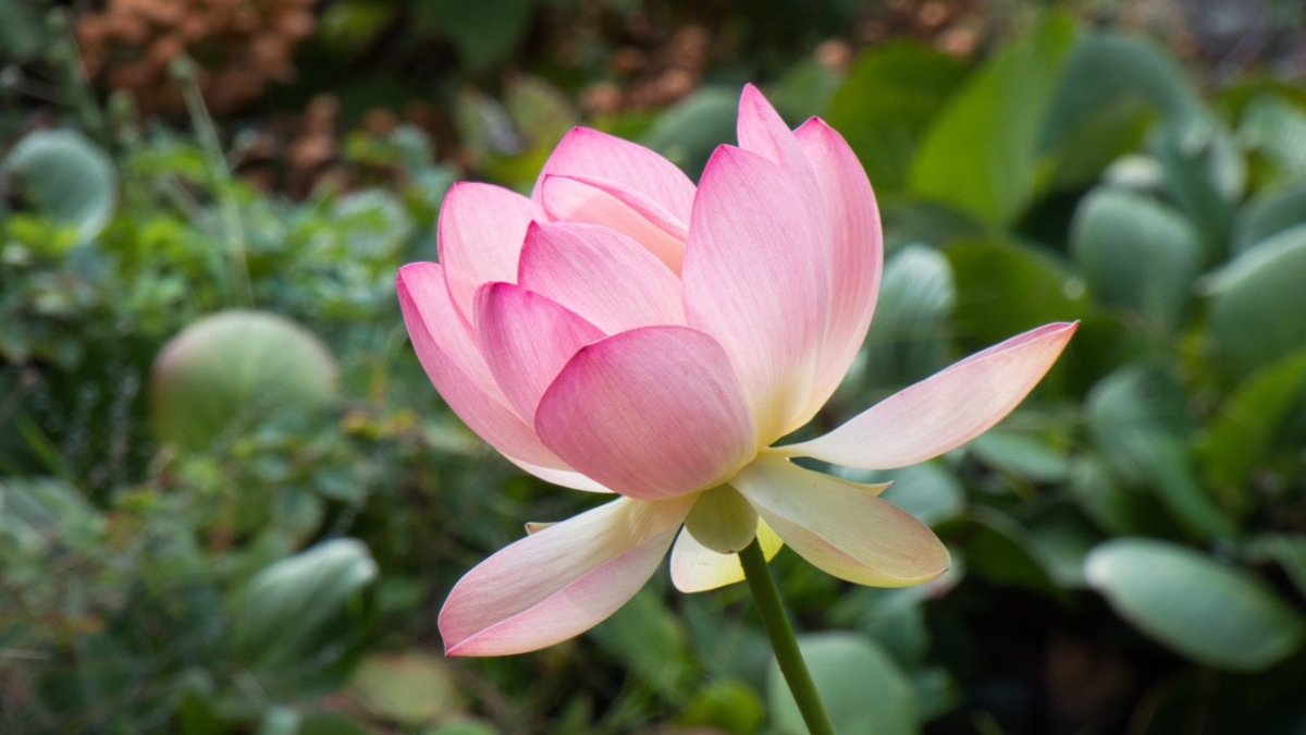 Rozw&oacute;j MDXVII