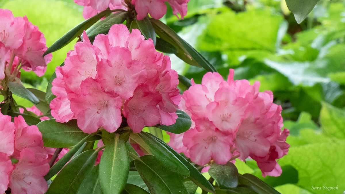 Rozw&oacute;j CCCXII